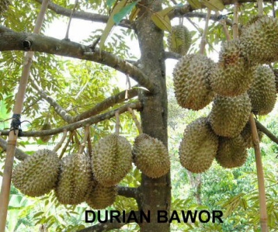 Durian bawor