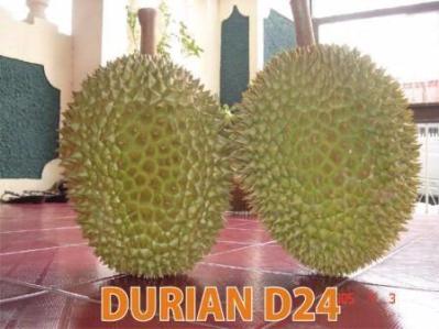 Durian D24